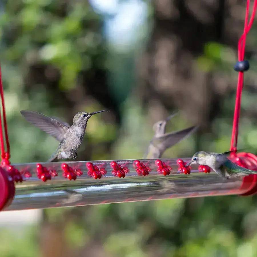 HummingHub-Hummingbird Feeder - Lamiiche