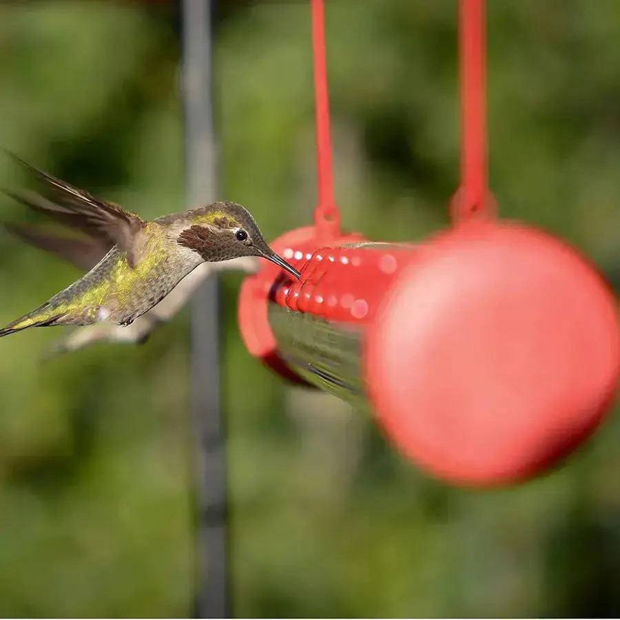 HummingHub-Hummingbird Feeder - Lamiiche